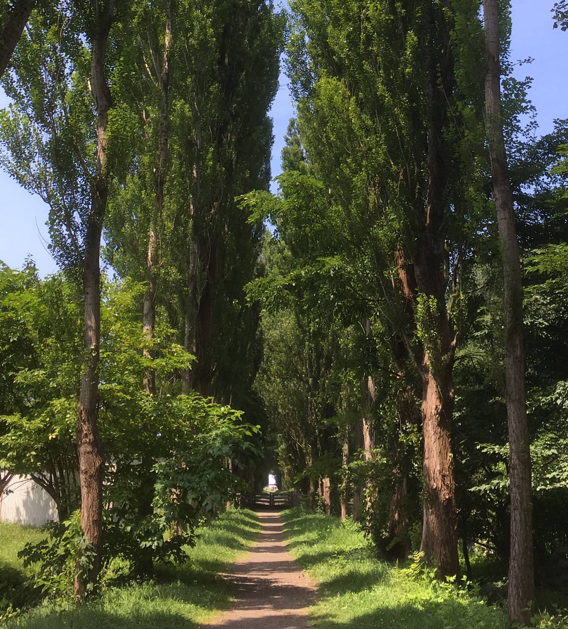 北海道大学ポプラ並木